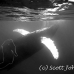whale_humpback_h_00019_dom3405.jpg